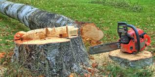 Best Root Management and Removal  in Moore, OK