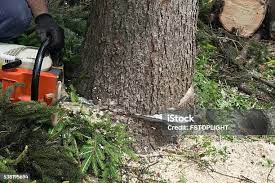 Lawn Pest Prevention in Moore, OK