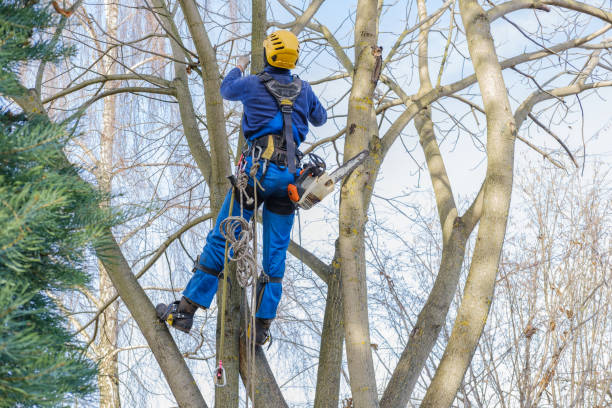 Best Storm Damage Tree Cleanup  in Moore, OK