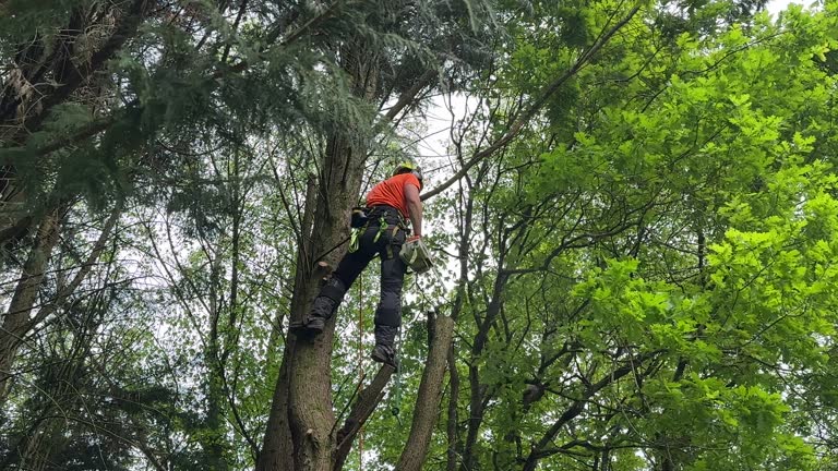 Best Tree Mulching  in Moore, OK