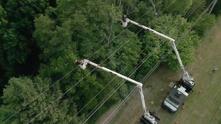 Moore, OK Tree Services Company