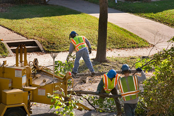 Best Tree Health Inspection  in Moore, OK