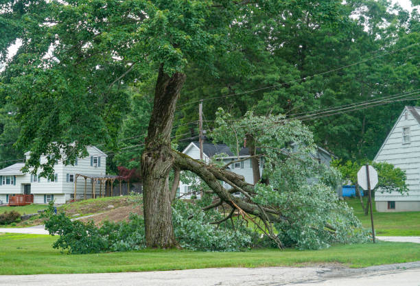 Best Hedge Trimming  in Moore, OK