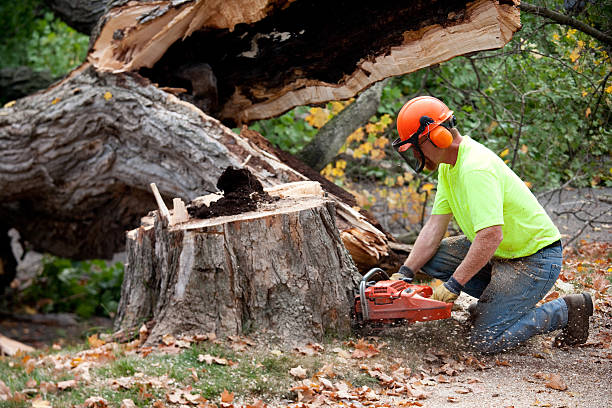 Best Lawn Pest Prevention  in Moore, OK