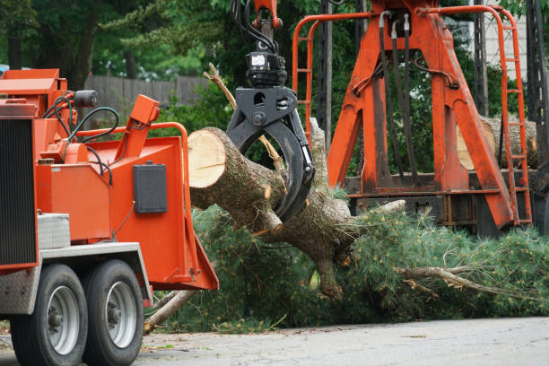 Best Commercial Tree Services  in Moore, OK