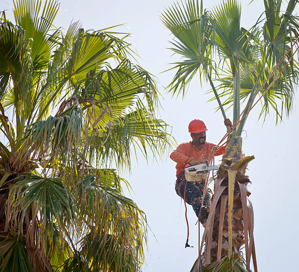 How Our Tree Care Process Works  in  Moore, OK