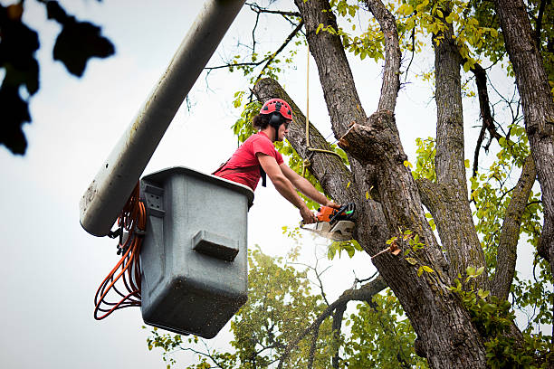 Best Tree and Shrub Care  in Moore, OK