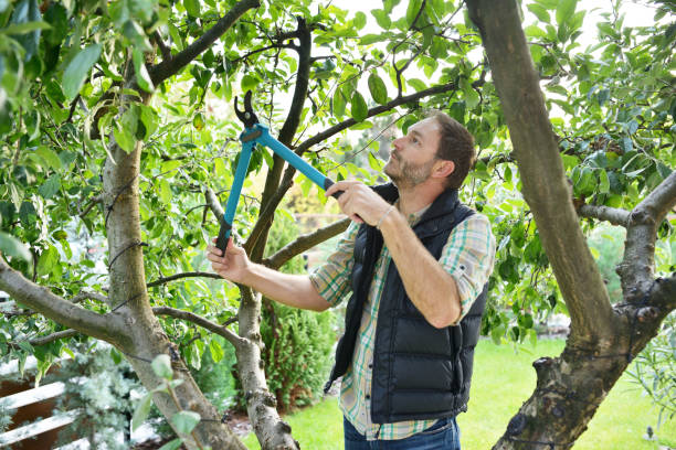 Best Organic Lawn Care Solutions  in Moore, OK